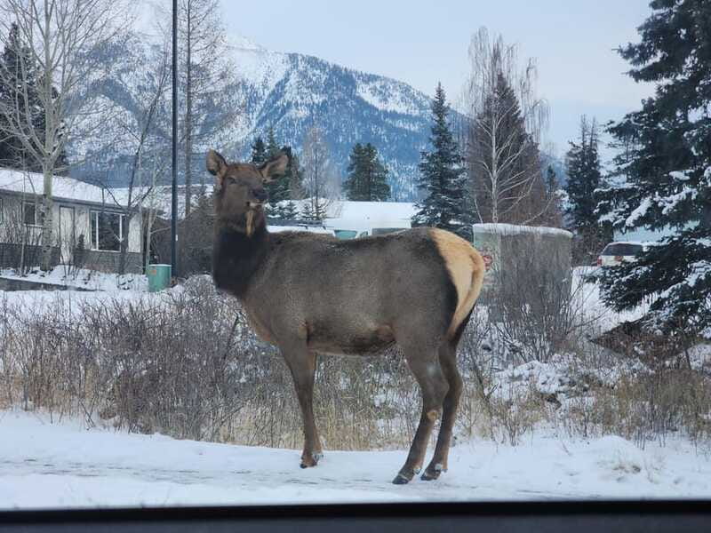 Canmore/Banff: Explore Banff & Wildlife - Is $69 a Fair Price?