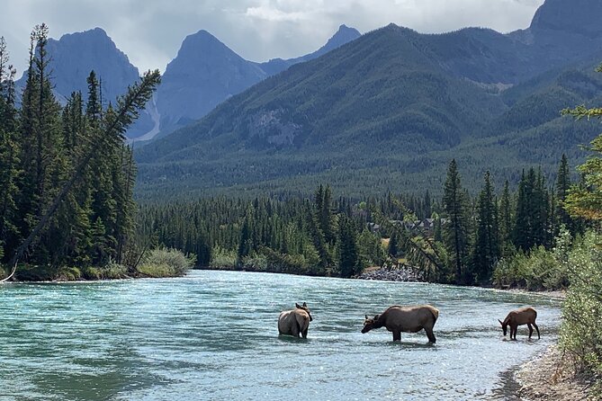 Canmore Cowboys and Coal Miners History Tour - 2H Walk - Starting at the Canmore Recreation Centre