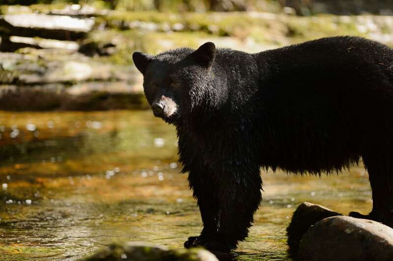 Canmore: PRIVATE SAFARI Drive to BANFF Park & Nature Walk - Key points to know before booking