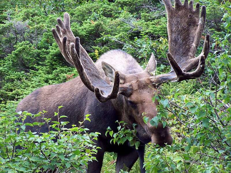 Canmore: PRIVATE SAFARI Drive to BANFF Park & Nature Walk - Why the private format matters at $438