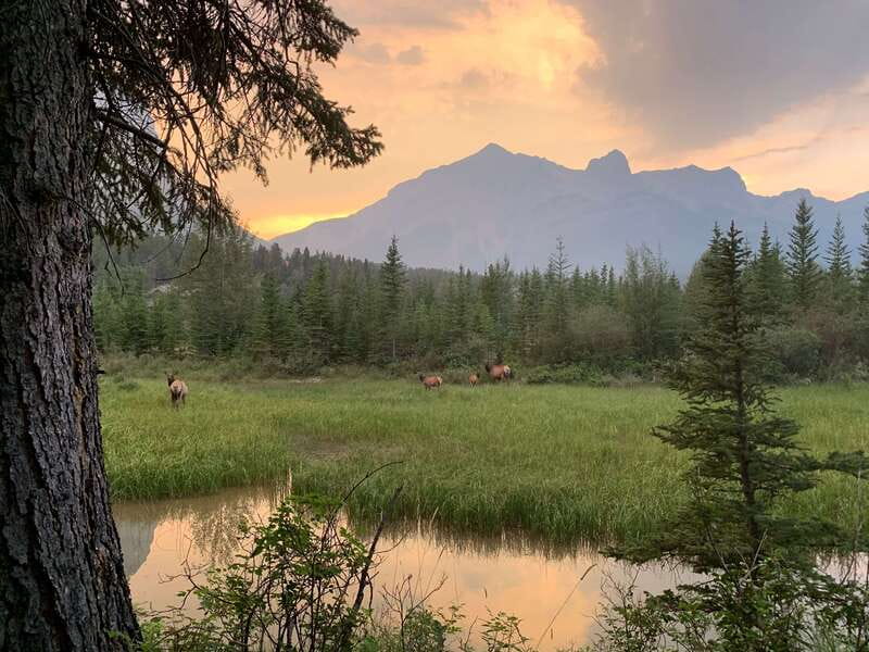 Canmore: PRIVATE SAFARI Drive to BANFF Park & Nature Walk - Weather, muddy trails, and the value of flexibility