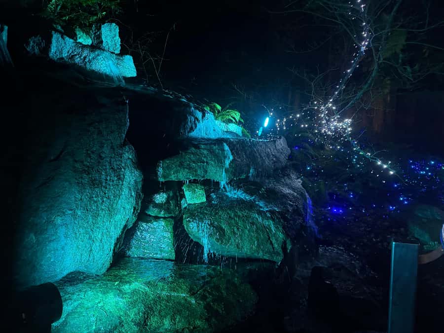 CANYON LIGHTS+Capilano Suspension Bridge/Small Group/CAR - Eagle Eye and the raptor program