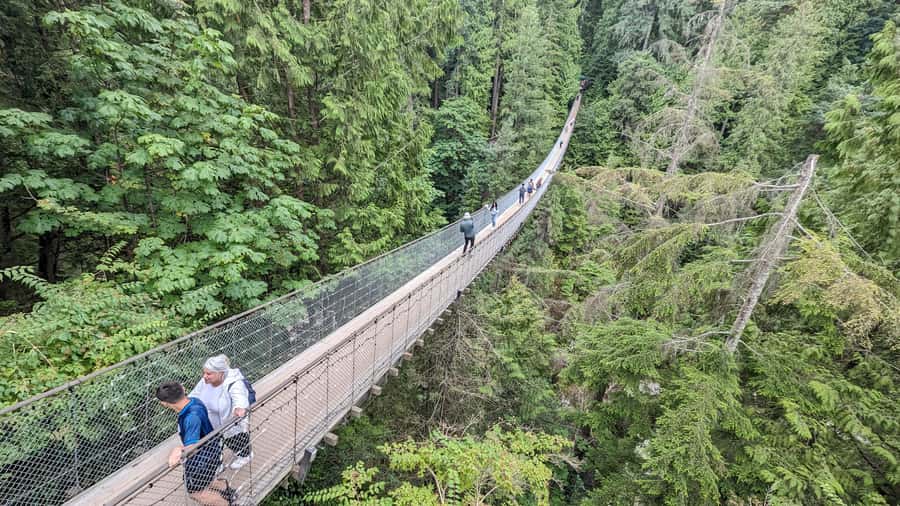 Capilano Suspension Bridge Canyon Lights & 4 Top highlights - Four details worth knowing before you book