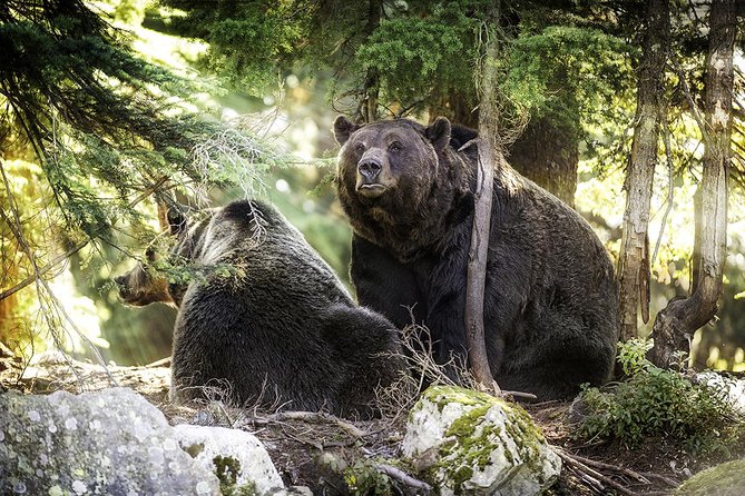 Capilano Suspension Bridge + Grouse Mountain Tour - What the $200.38 price gets you