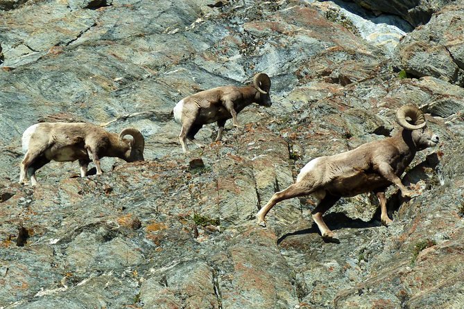 Caribou - Discover the Best of the Rockies (8-Days) - Day 7: The road to Whistler