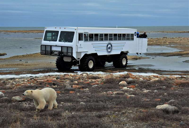 Churchill: Exclusive Tundra Buggy Day Trip - Why this Churchill excursion is worth considering