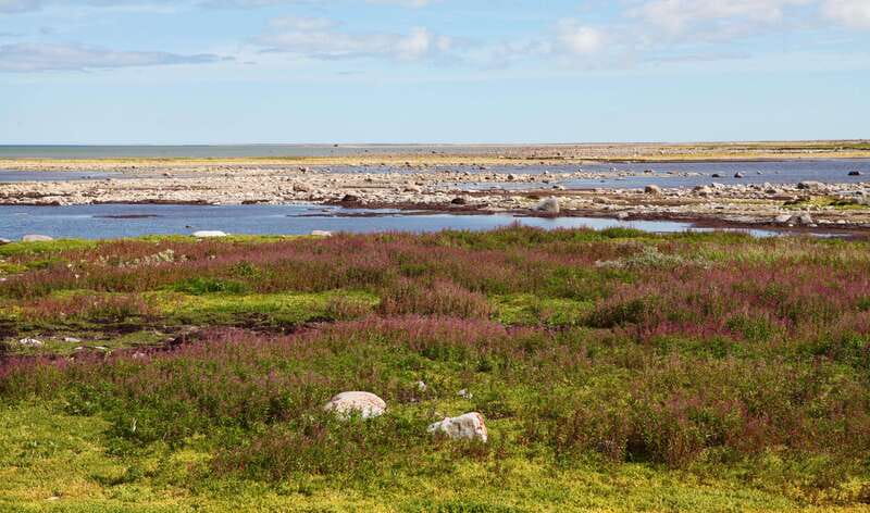Churchill: Exclusive Tundra Buggy Day Trip - What the first hours on the tundra feel like