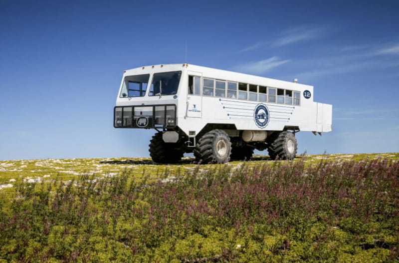 Churchill: Exclusive Tundra Buggy Day Trip - Autumn: the best odds for polar bears
