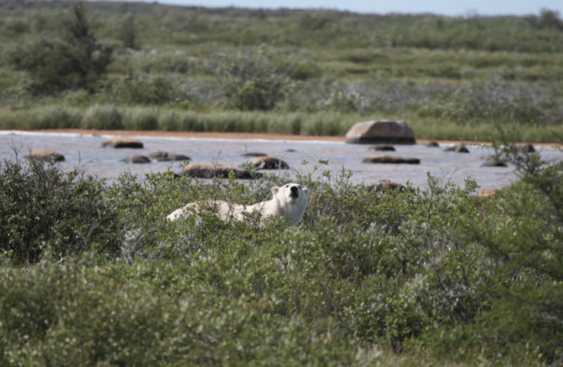 Churchill: Exclusive Tundra Buggy Day Trip - How good guiding changes the experience