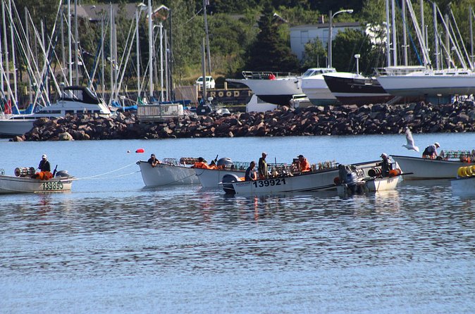 Conception Bay Tour Experience - Pickup timing requires careful planning