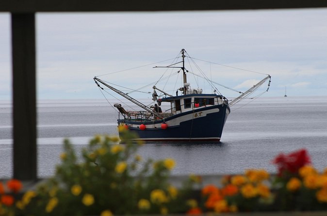 Conception Bay Tour Experience - Group size, comfort, and access