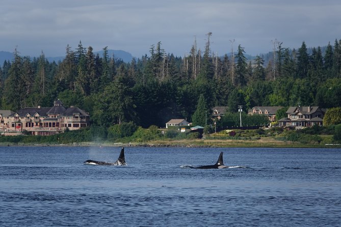 Covered Boat Whale Watching 4-Hour Tour from Campbell River - Following the coastal waters for four hours