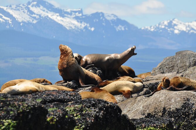 Covered Boat Whale Watching 4-Hour Tour from Campbell River - Who will enjoy this Campbell River cruise?
