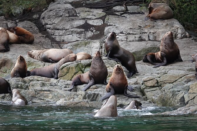 Covered Boat Whale Watching 4-Hour Tour from Campbell River - Why a covered boat changes the experience
