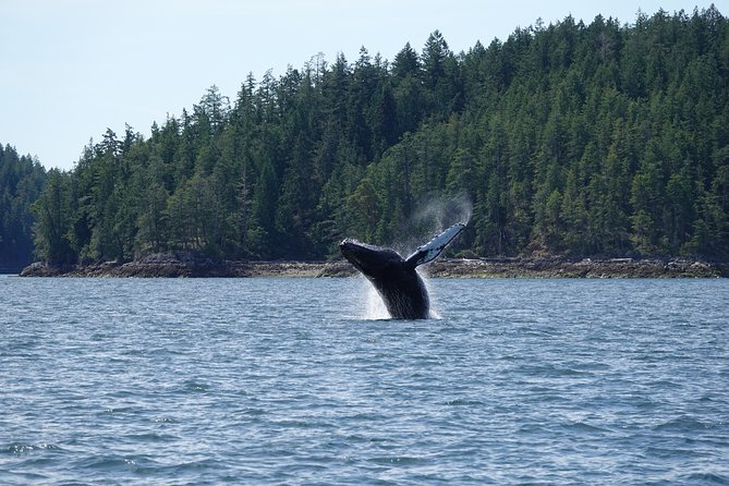 Covered Boat Whale Watching 6-Hour Tour from Campbell River - A covered boat with room to watch the water