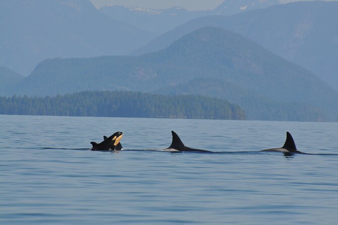 Covered Boat Whale Watching 6-Hour Tour from Campbell River - What the $270.91 price really includes