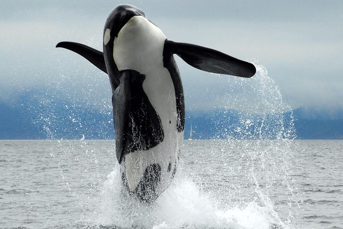 Cowichan Bay: Half-Day Whale & Wildlife Adventure - Key points to know before you book
