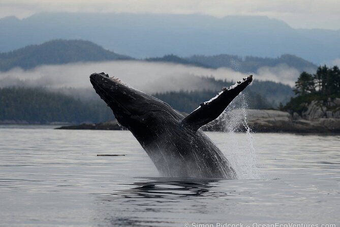 Cowichan Bay: Half-Day Whale & Wildlife Adventure - Leaving Cowichan Bay on a 12-person boat