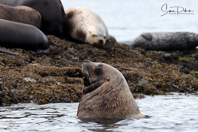 Cowichan Bay: Half-Day Whale & Wildlife Adventure - Biggs killer whales in their natural setting