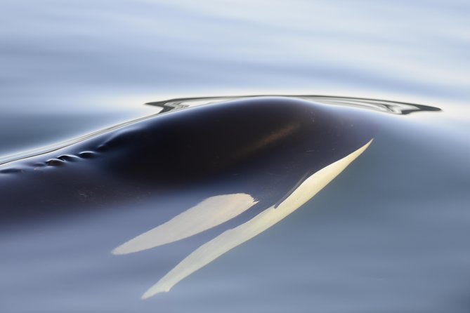 Cowichan Bay: Half-Day Whale & Wildlife Adventure - Humpbacks, seals, porpoises, and birds