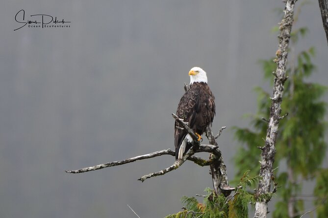 Cowichan Bay: Half-Day Whale & Wildlife Adventure - Photography from a moving boat