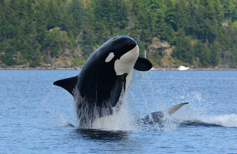 Cowichan Bay: Half-Day Whale & Wildlife Adventure - What the $155 price delivers