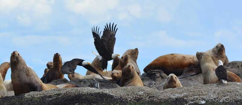 Cowichan Bay: Half-Day Whale & Wildlife Adventure - Who should book this Cowichan Bay outing