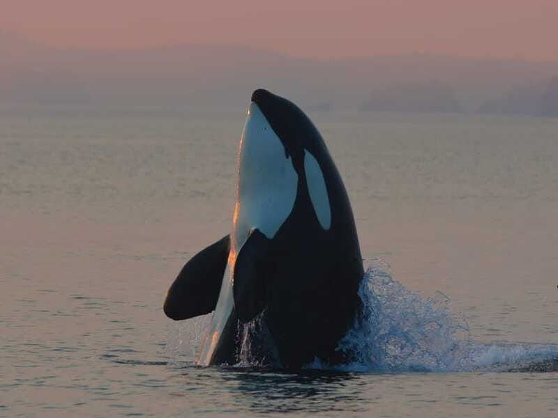 Cowichan Bay: Half-Day Whale & Wildlife Adventure - Practical tips for a better half-day