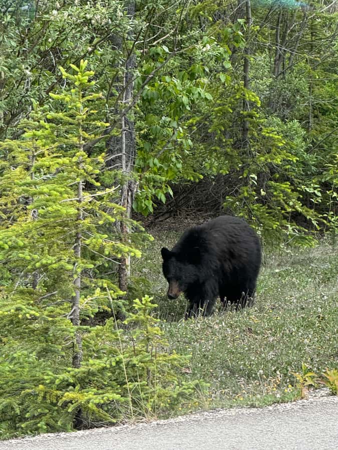 Day Trip to Jasper + Banff with picnic and drinks - Sunwapta Falls brings the noise