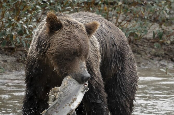 Deluxe Grizzlies and Culture Tour in Campbell River - Key points to know
