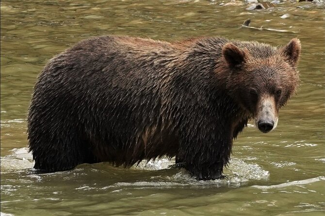 Deluxe Grizzlies and Culture Tour in Campbell River - Leaving Campbell River across the Salish Sea