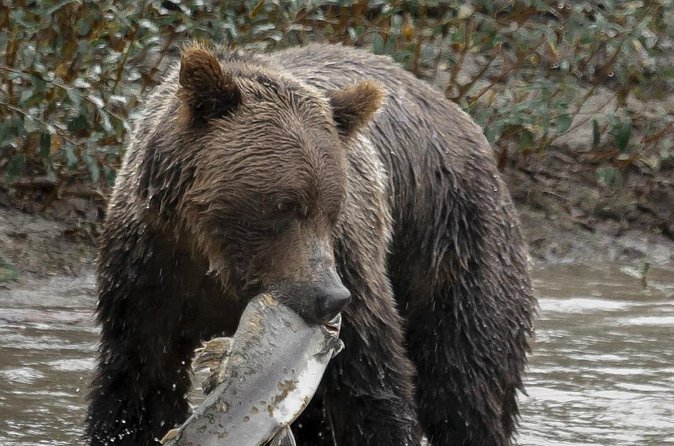 Deluxe Grizzlies and Culture Tour in Campbell River - The boat ride back to Campbell River