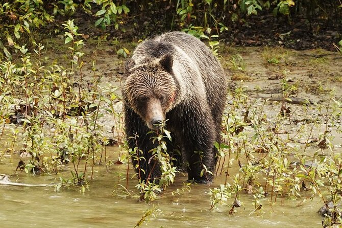 Deluxe Grizzlies and Culture Tour in Campbell River - Is $644.91 a fair price?
