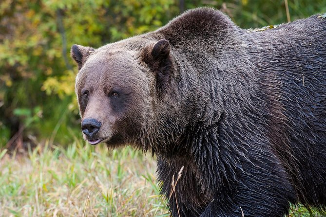Discover Grizzly Bears from Banff - Kicking Horse Mountain Resort and the open chairlift