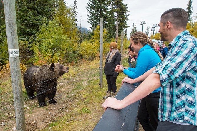 Discover Grizzly Bears from Banff - Meeting Boo at the Grizzly Bear Refuge