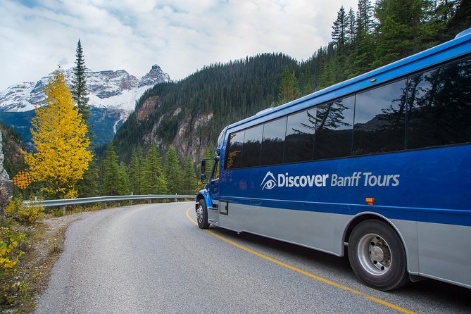 Discover Grizzly Bears from Banff - Who will enjoy this Banff day trip most