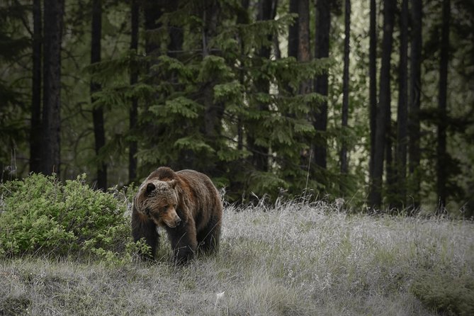Discover Jasper and its Wildlife - Key points to know before you book