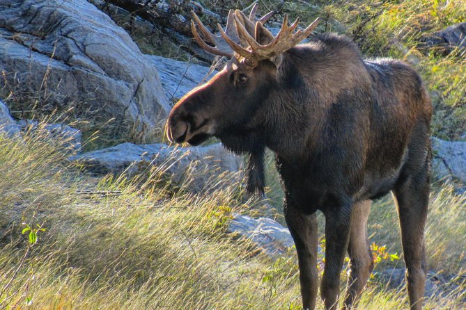 Discover Jasper and its Wildlife - Why hotel pickup is worth considering