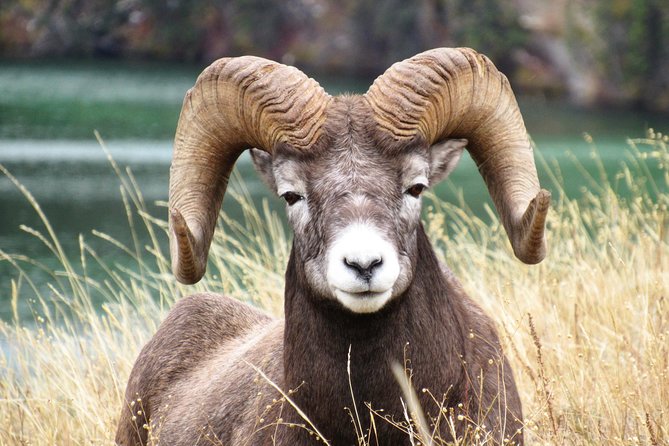Discover Jasper and its Wildlife - Vehicle comfort and visibility