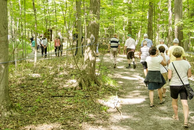 Discover Maple Sugar Bush Tour - Understanding the colour and character of syrup