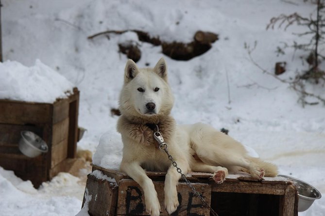 Dogsled Diable Adventure in Mont-Tremblant - Starting at the Diable base near Mont-Tremblant