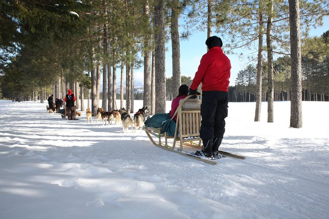 Dogsled Diable Adventure in Mont-Tremblant - Meeting a large kennel after the ride