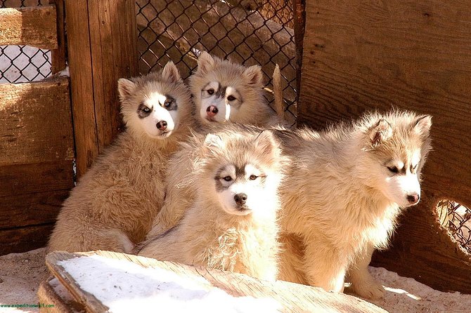 Dogsled Diable Adventure in Mont-Tremblant - Is $233.91 a fair price?