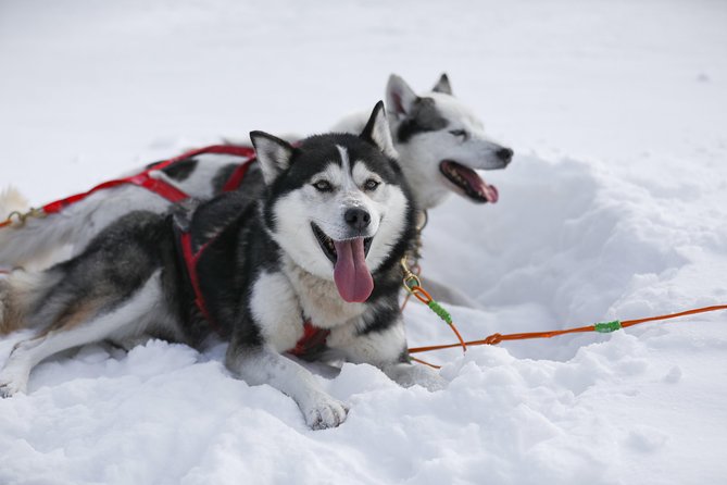 Dogsled Diable Adventure in Mont-Tremblant - Who will enjoy this Mont-Tremblant outing?