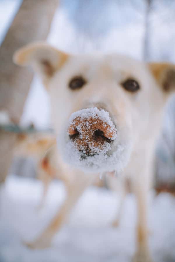 Dogsledding Upper Laurentians near Mont-Tremblant - Who should book this dogsledding trip?