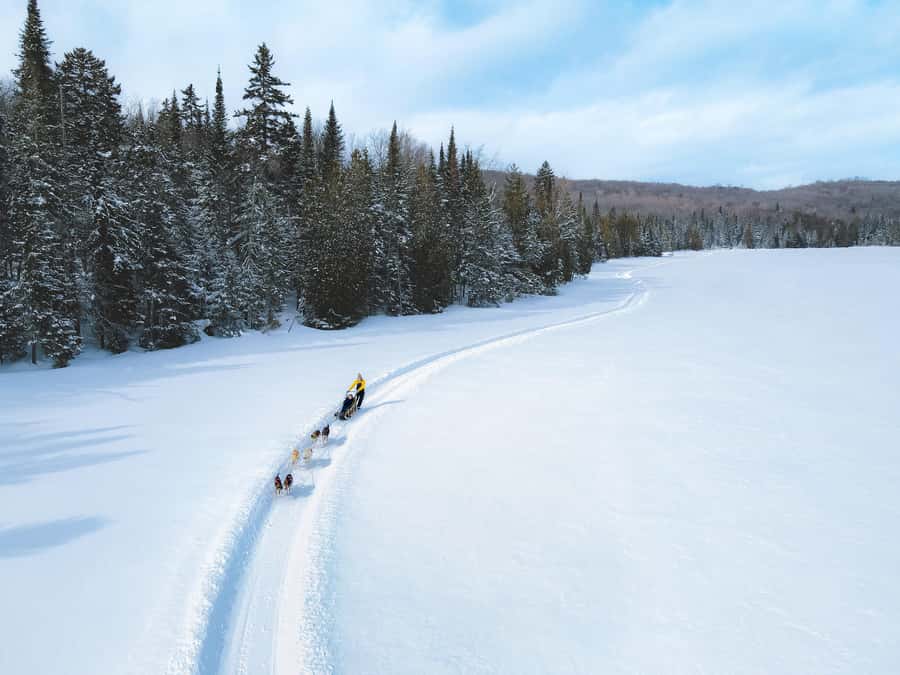 Dogsledding Upper Laurentians near Mont-Tremblant - One hour through the boreal forest