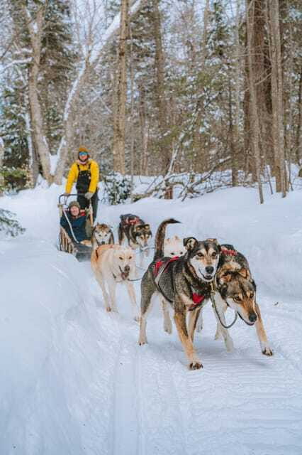 Dogsledding Upper Laurentians near Mont-Tremblant - Meeting the dogs at the kennel