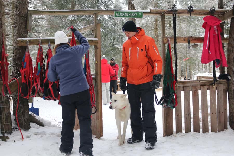 Dogsledding Valley Adventure near Mont-Tremblant - The Forest Trail and Its Gentle Challenge
