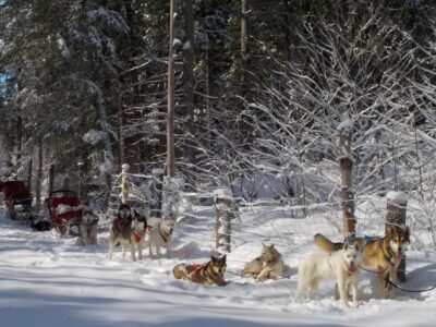 Dogsledding Valley Adventure near Mont-Tremblant
