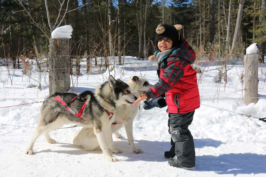 Dogsledding Valley Adventure near Mont-Tremblant - Should You Book This Mont-Tremblant Dogsledding Trip?